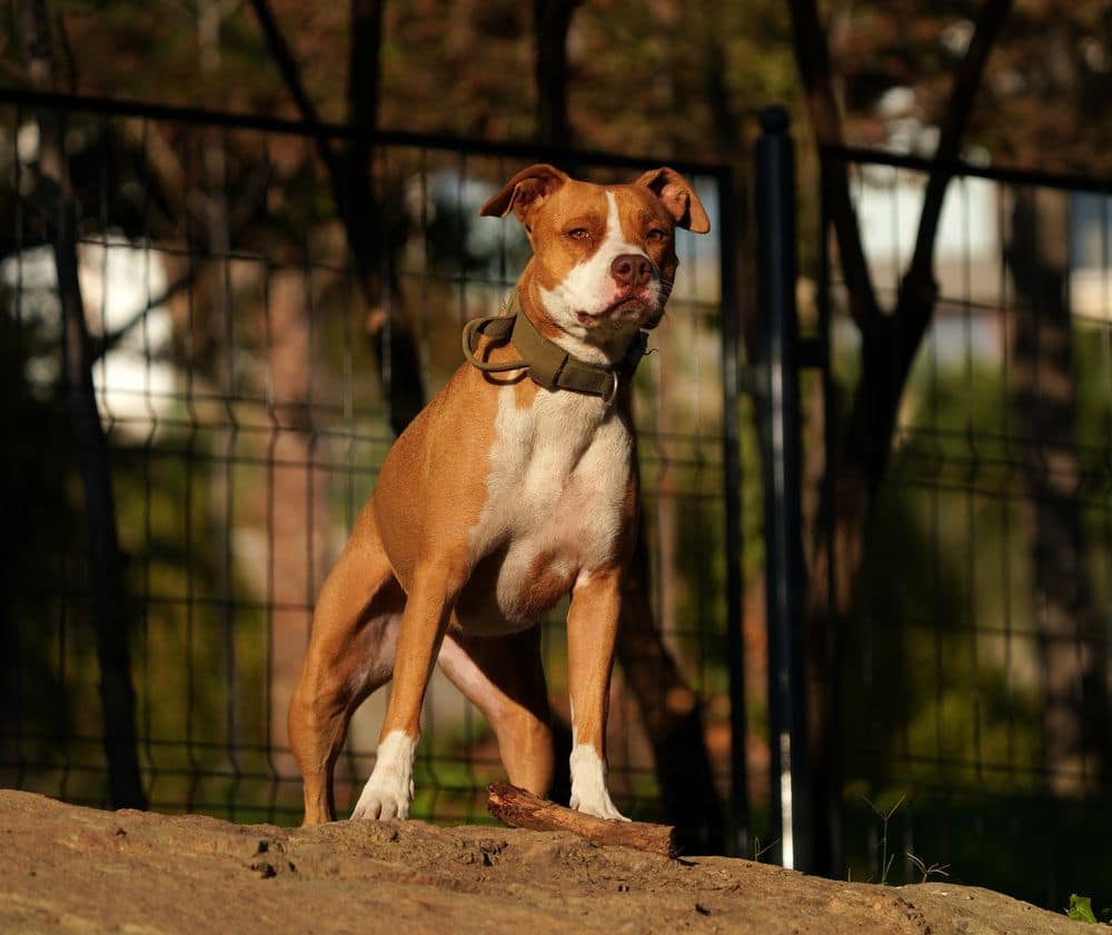 A muscular pit bull–type dog standing alert and confident outdoors