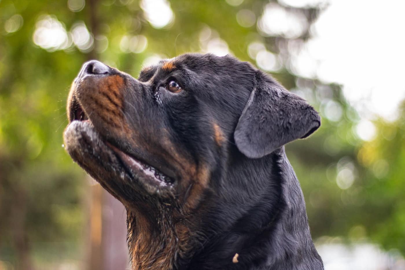 A Rottweiler in profile looking up attentively, focused and calm