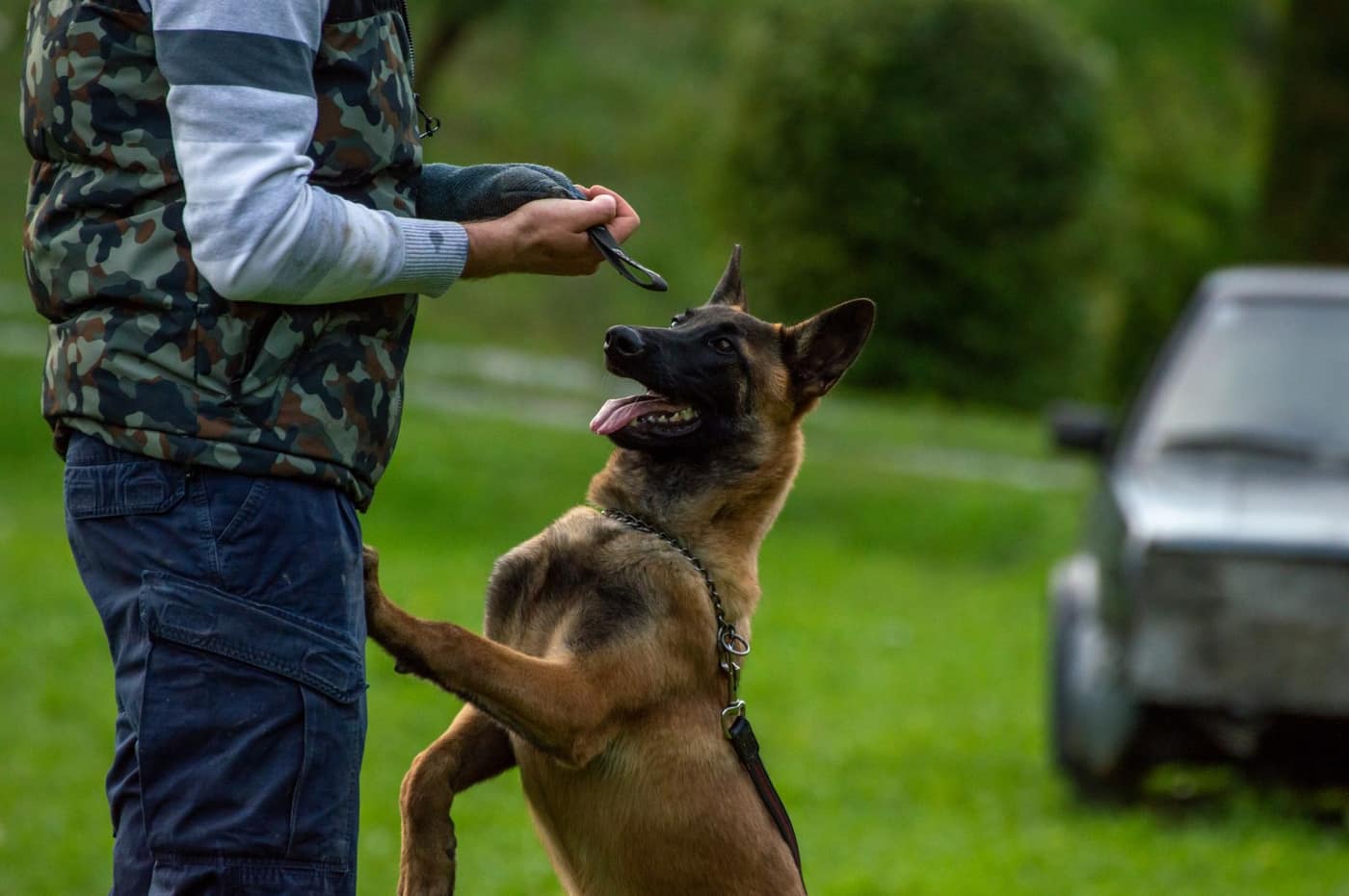 A handler working through obedience commands with an attentive Belgian Malinois outdoors